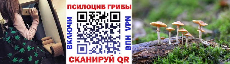 Псилоцибиновые грибы Psilocybe  Пошехонье 